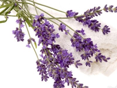 蚊子最怕什么味道