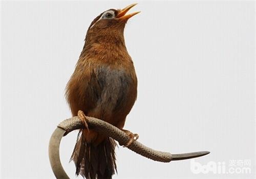 画眉鸟为什么突然不叫？