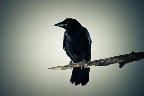 乌鸦为什么会被称为世界上最聪明的鸟？