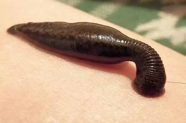 水蛭的功效与作用