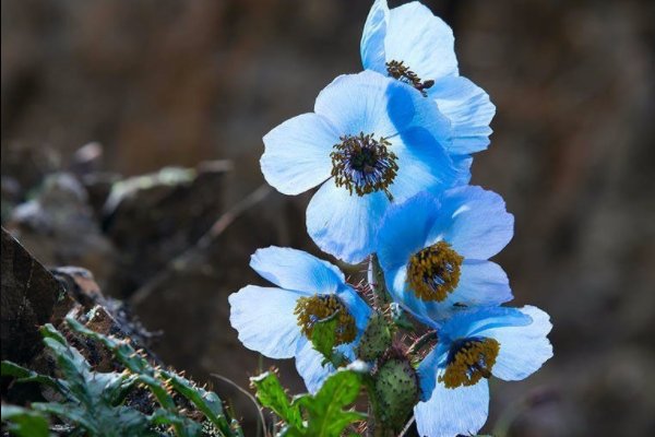 云南特色花卉有哪些