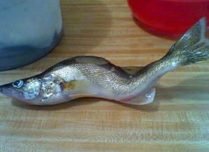 日本沿海现九足章或与核辐射相关，核辐射还会造成哪些影响？