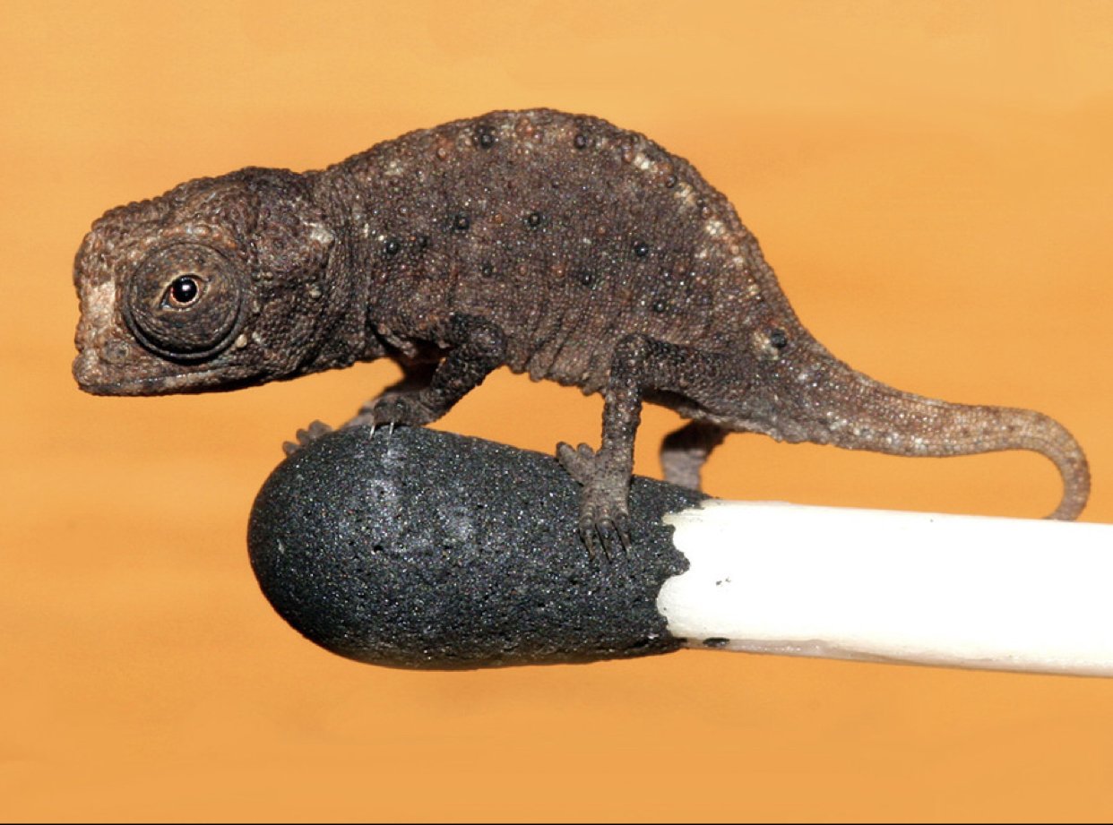 科学家发现地球最小爬行动物，是什么样子的？