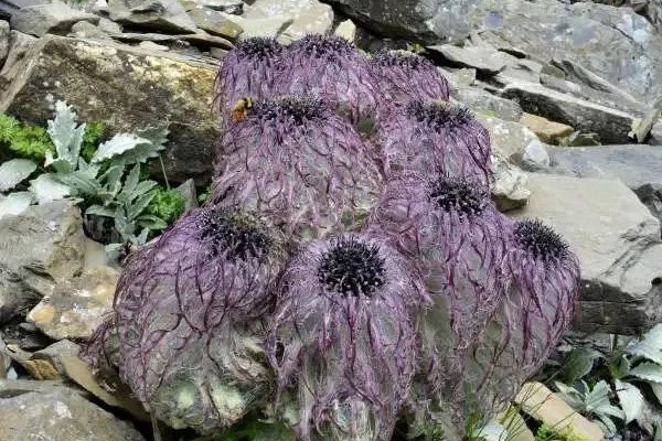 刘宇宁发生了什么?他为何要道歉?