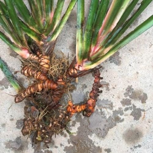 菖蒲的功效与作用