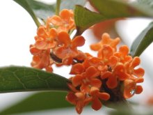 桂花有什么特点?