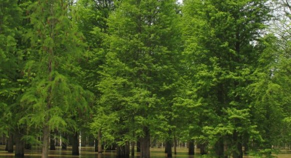 水杉树价格是多少？