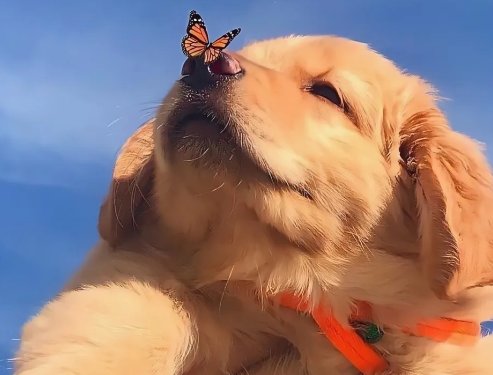 南京有什么大型的宠物市场？