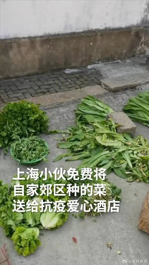 上海一小伙薅光菜地送抗疫酒店,他的举动有多暖心?