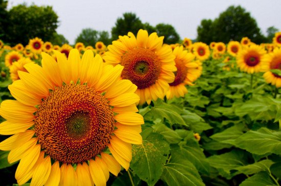 向日葵几点开花？