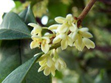 桂花有什么特点?