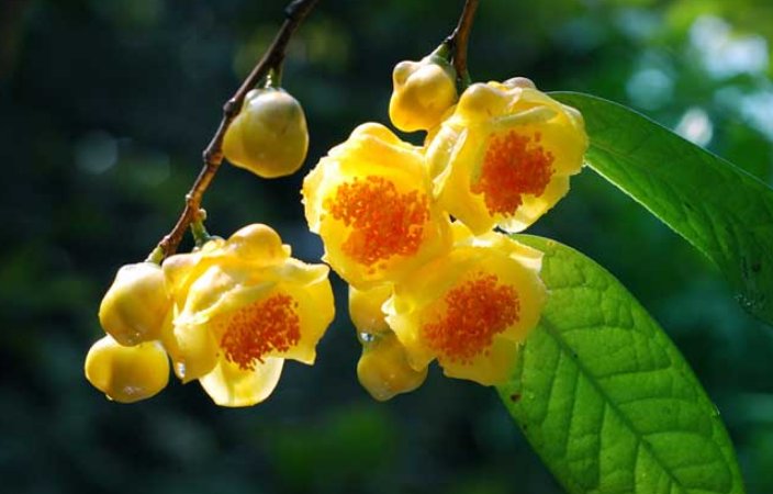 金花茶种植需要什么条件？