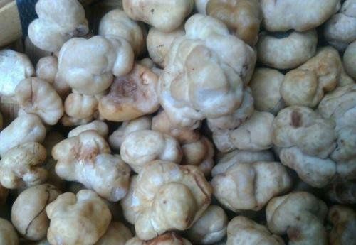 中国哪几个省出产松露?