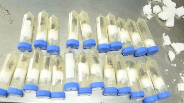 广州查获50只巨人恐蚁，巨人恐蚁是什么物种？