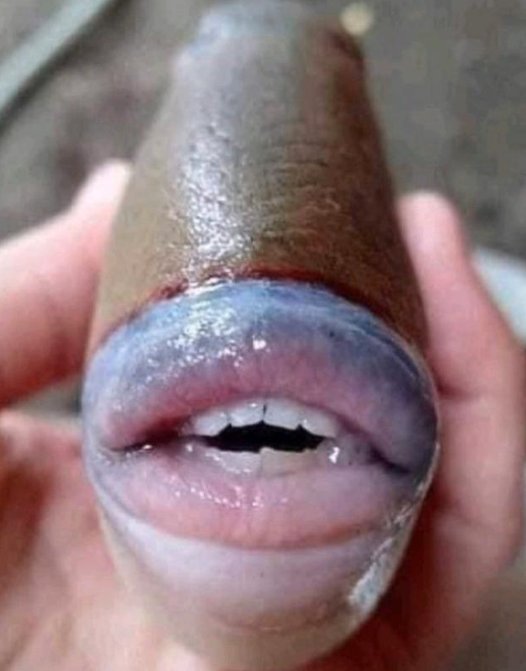 长着人类牙齿和嘴唇的怪鱼，是否真正存在？