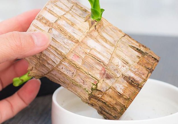 巴西木的养殖方法