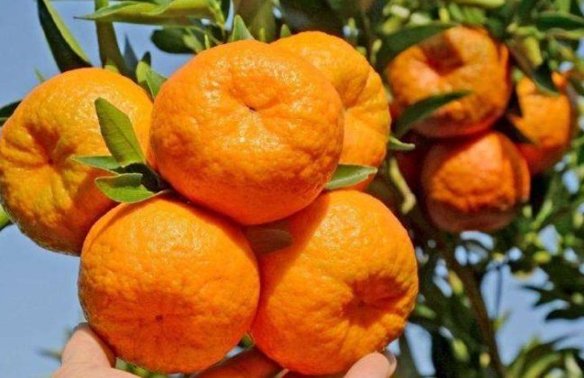 “不知火”一般是指哪种水果?