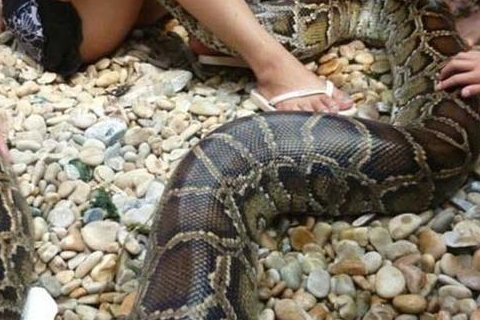 梦见大蟒蛇是什么征兆?