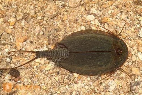 甘肃农田发现“鲎虫”,这是一种什么生物?