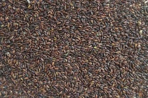 荆芥种子的形态是怎样的？