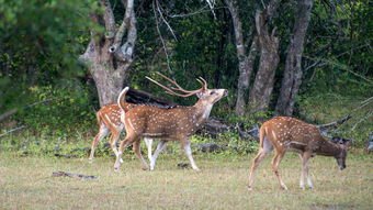 日本静冈梅花鹿泛滥成灾，造成此现象的原因是什么？