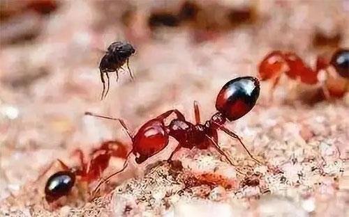 红火蚁已传播至中国12个省份，有关部门采取了哪些应急措施？