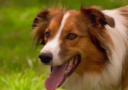 狗叫意味着什么？