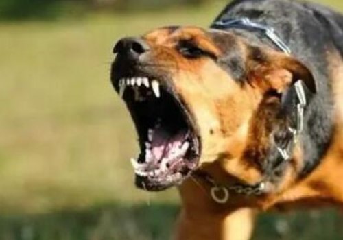 狗叫意味着什么?