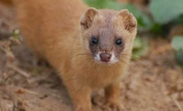 黄鼠狼最怕什么东西