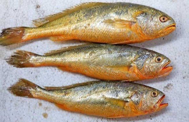 黄花鱼是不是海鱼~~???