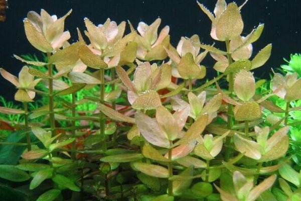 水草的种类有哪些?