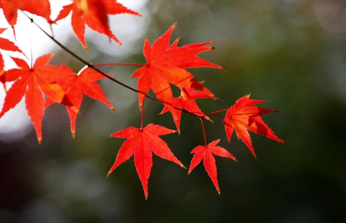 香山红叶什么时候红?多长时间?