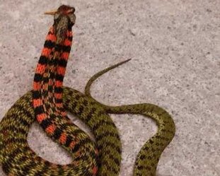 野鸡脖子蛇真的存在吗?