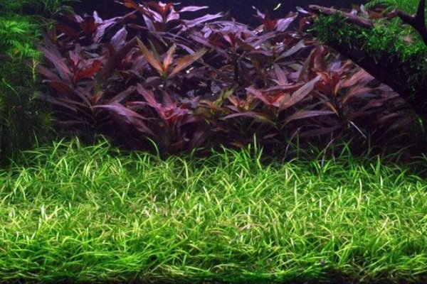 水草的种类有哪些?