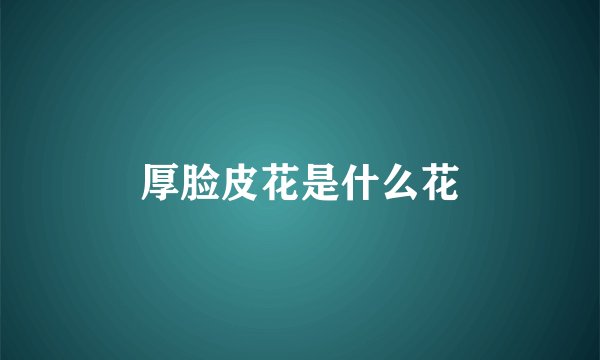 厚脸皮花是什么花