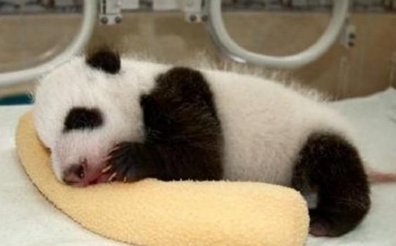 cubs是什么意思？