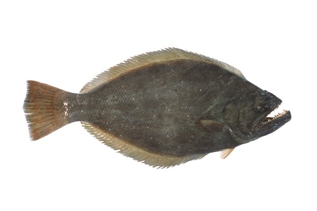 皇帝鱼是什么鱼