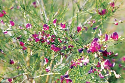 花棒有什么特点?