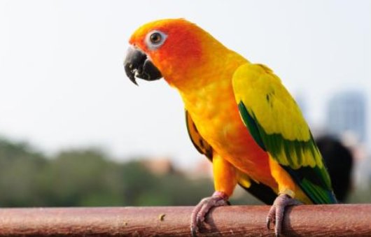 幽禽指的是什么鸟？