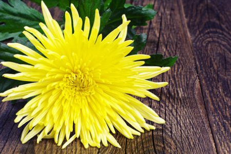 菊花的种类有哪些？