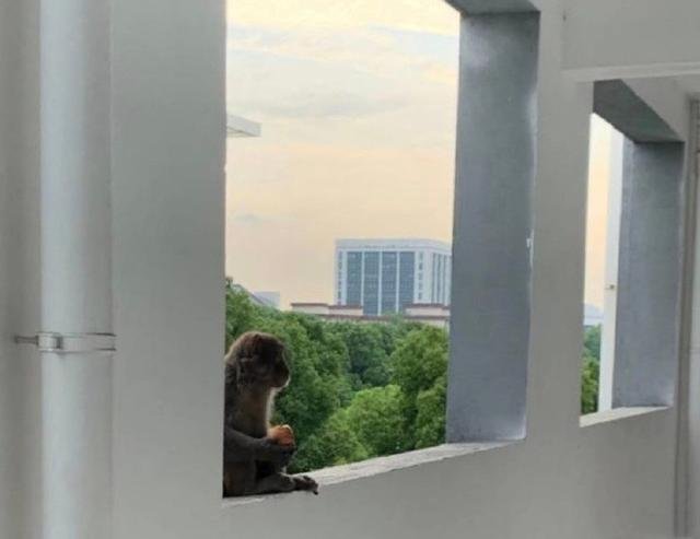 两只猴子闯入贵阳一高校女生宿舍大吃大喝，它们究竟是从何而来的？