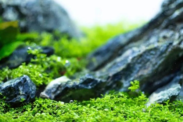 水草的种类有哪些?