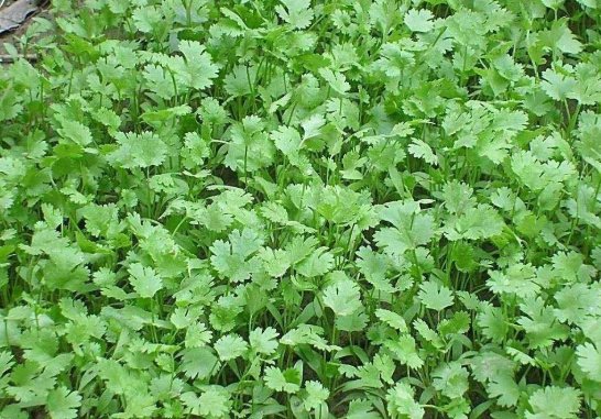 香菜种植方法和时间