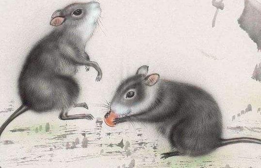 2020年是什么属相？