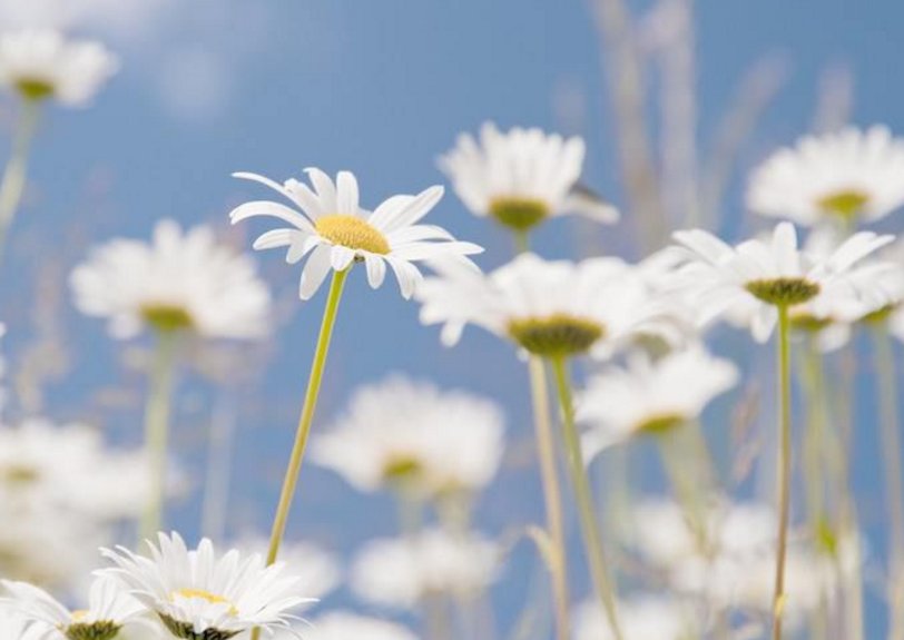 雏菊的花语是什么？