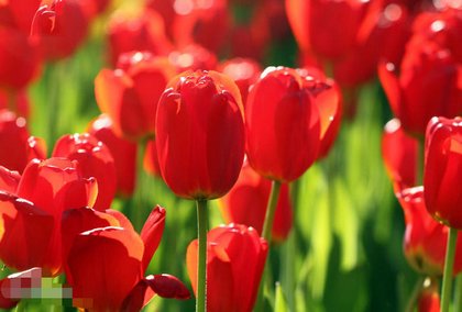 郁金香花语和寓意