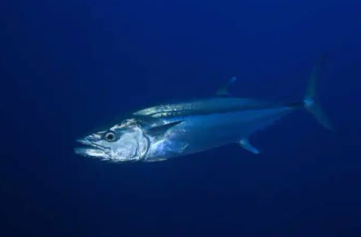 吞拿鱼是什么鱼啊?