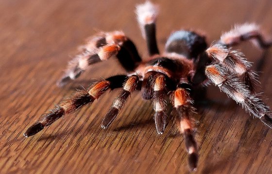 世界上最大的蜘蛛有多大?