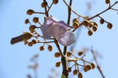 农村随处可见的梧桐花，有什么好处和功效？