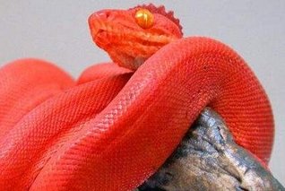 野鸡脖子蛇真的存在吗？